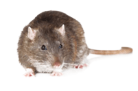 a rodent specifically a rat